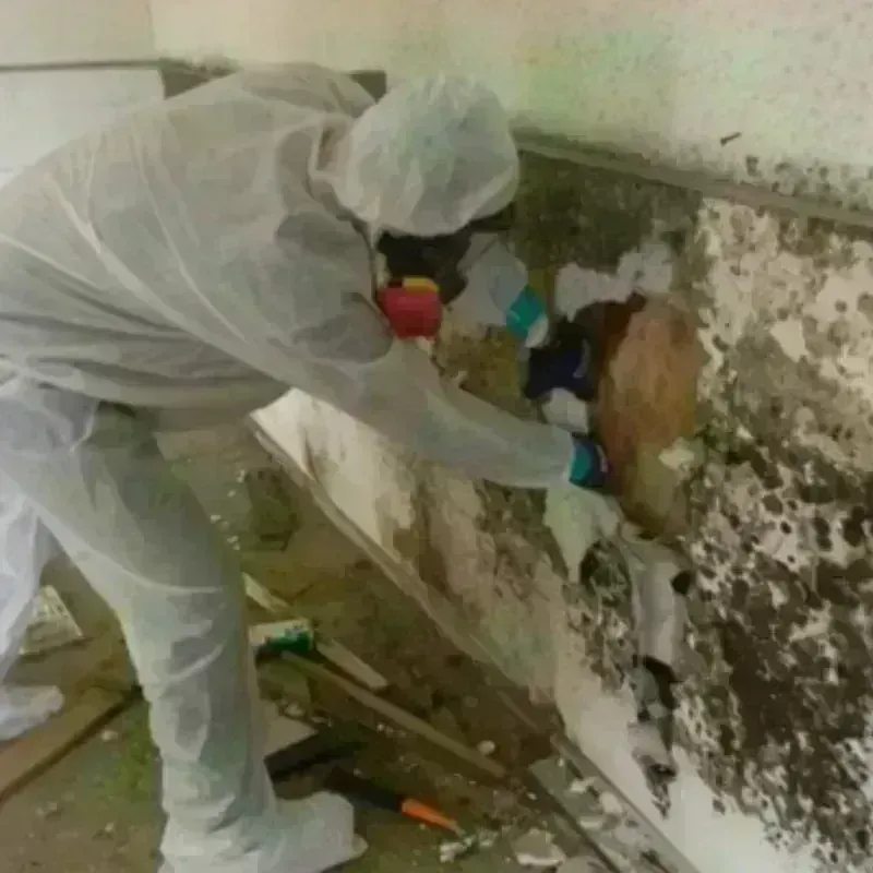 Mold Remediation and Removal in Walnutport, PA